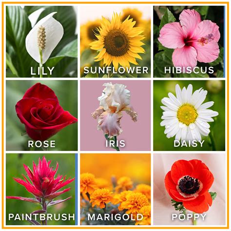 Favorite flower. Things To Know About Favorite flower. 